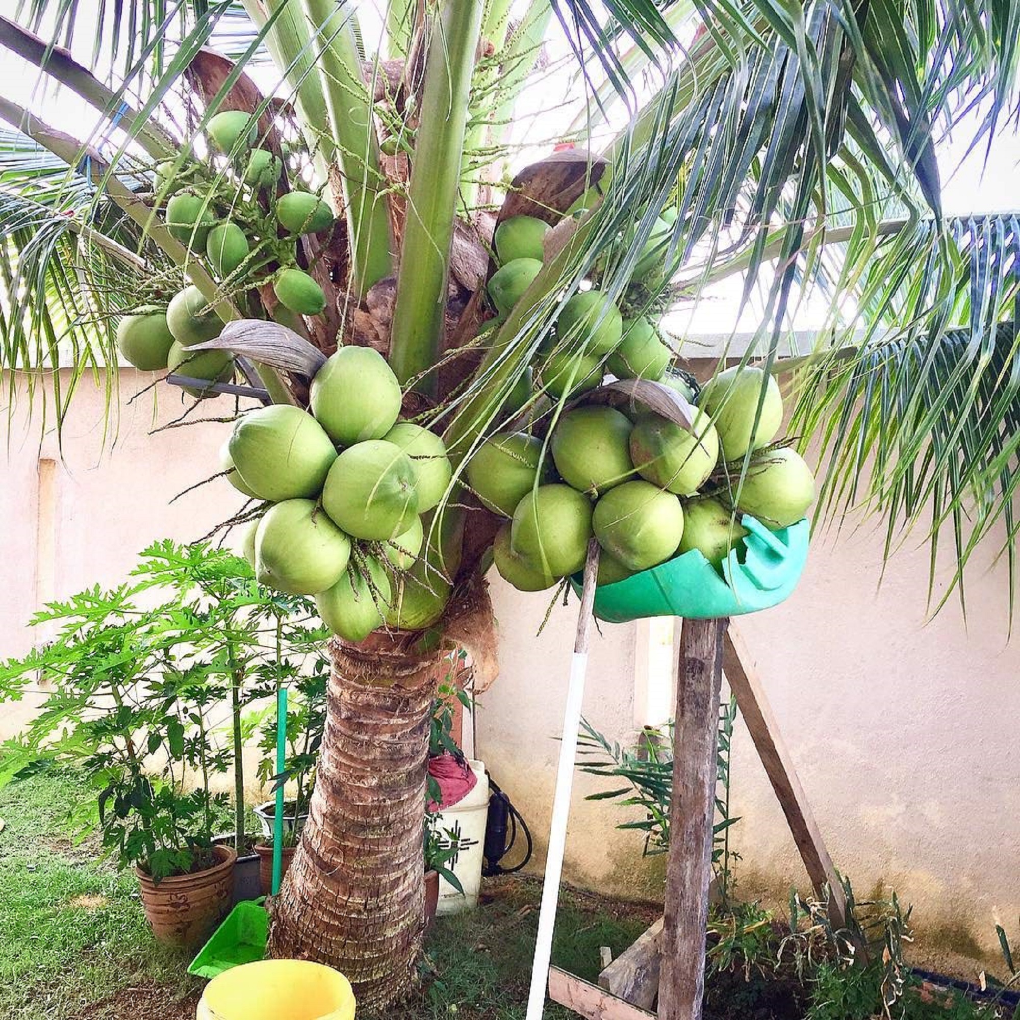 Hybrid Coconut Plants